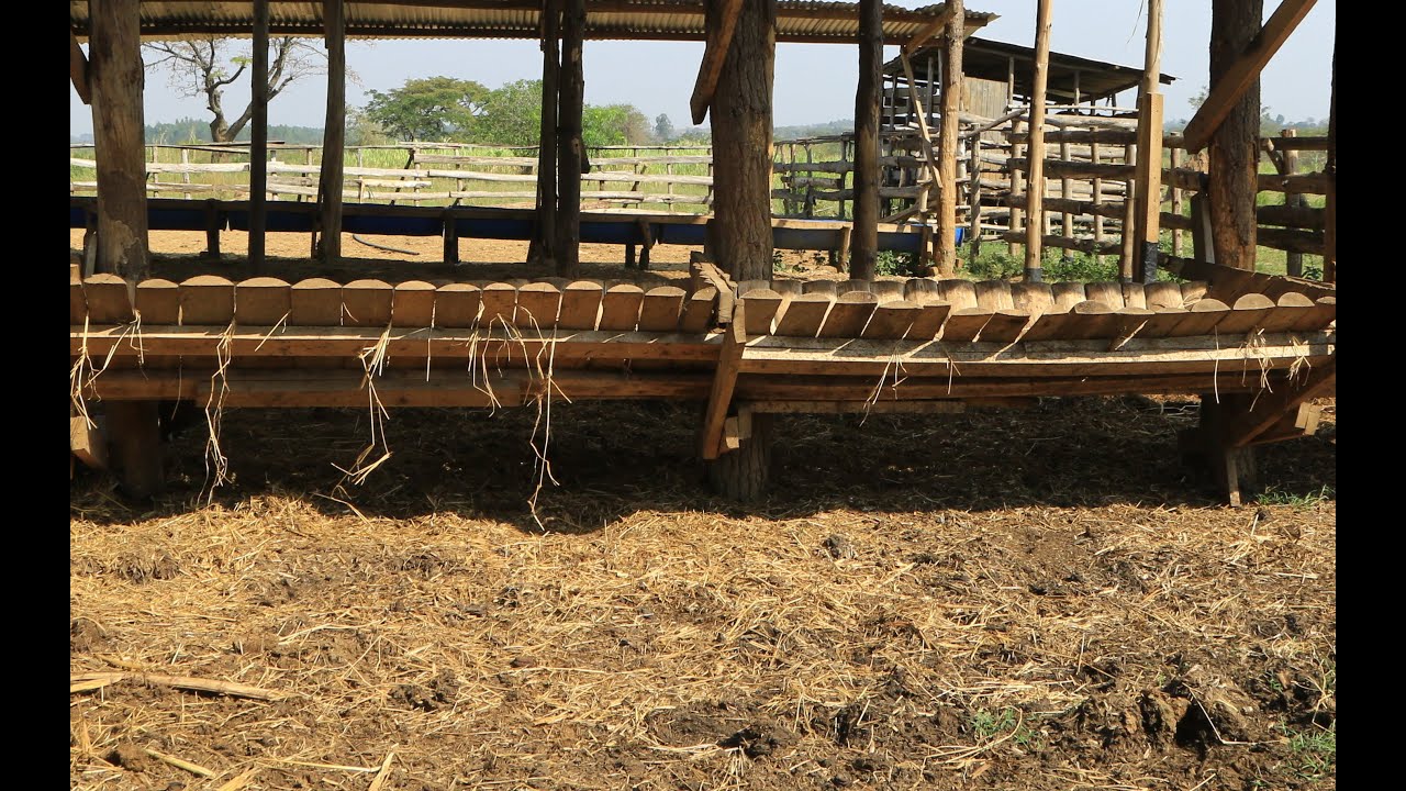 HOW TO START A FEED LOT WITH OUT MUCH CAPITAL YouTube