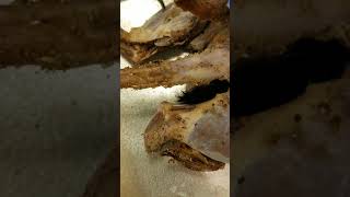 Muscles of the mink leg for BIO 343