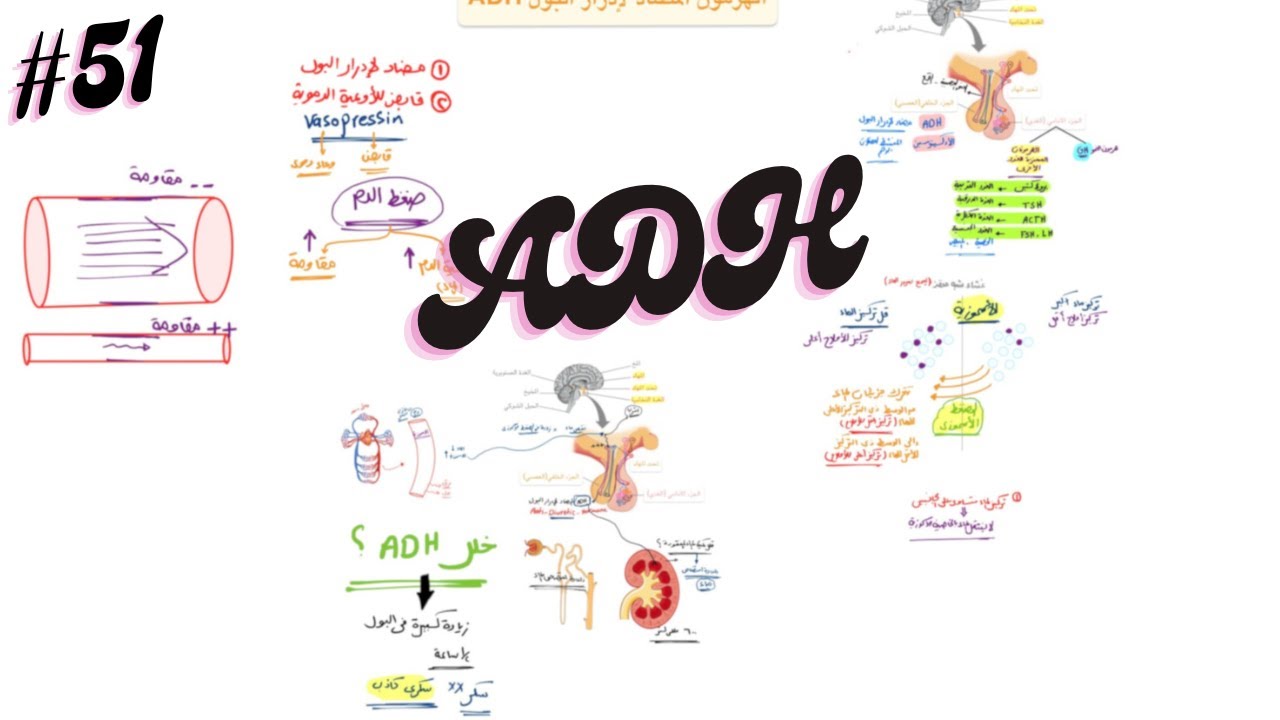 الهرمون المضاد لإدرار البول ADH || هرمونات الغدة النخامية