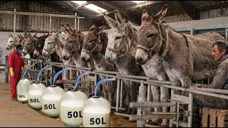 Raising Thousands of Donkeys & Harvesting Milk Make Butter and Soap  - Why Donkey Milk so Expensive?