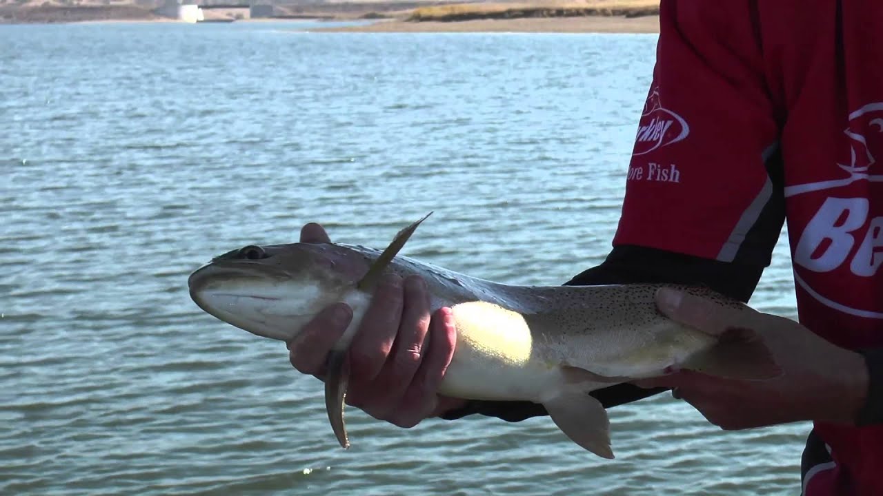 Berkley Cutter 90+ in action