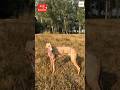 4 Fastest Dog Breeds On Earth. #wildlifeentertainment #youtubeshorts