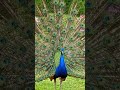 Cute peacock green garden 🦚💐🌺 #cute #peacock #green #garden ...||