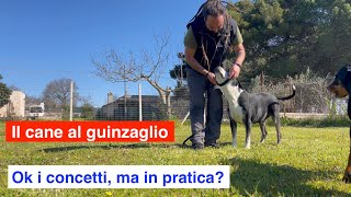 #3 Il cane a guinzaglio. Ok i concetti, ma in pratica?