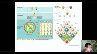 Mendelian Genetics (Part 12): Dihybrid Crosses (Part 2)