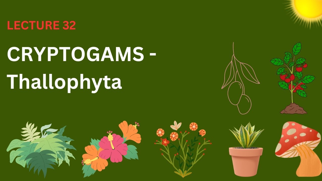 lecture-32-cryptogams-and-thallophyta-class-ix-science-youtube