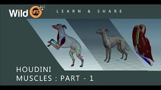 Houdini Muscle System Tutorial - Muscles - Part 01 - Wild VFX