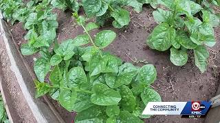 Kansas City expands grant program to help community gardens and urban farms grow