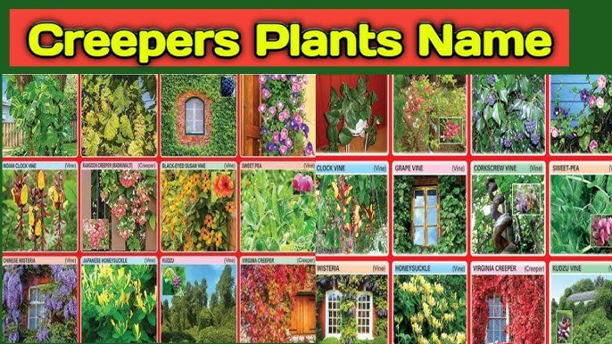 Creeper plants name in english and hindi with pictures @Rupinderkibaaten 