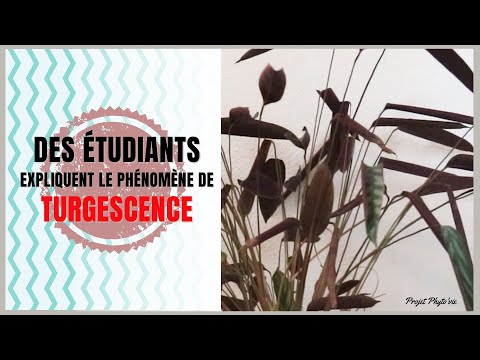 Vidéo: Qu'est-ce que la biologie de la pression de turgescence ?