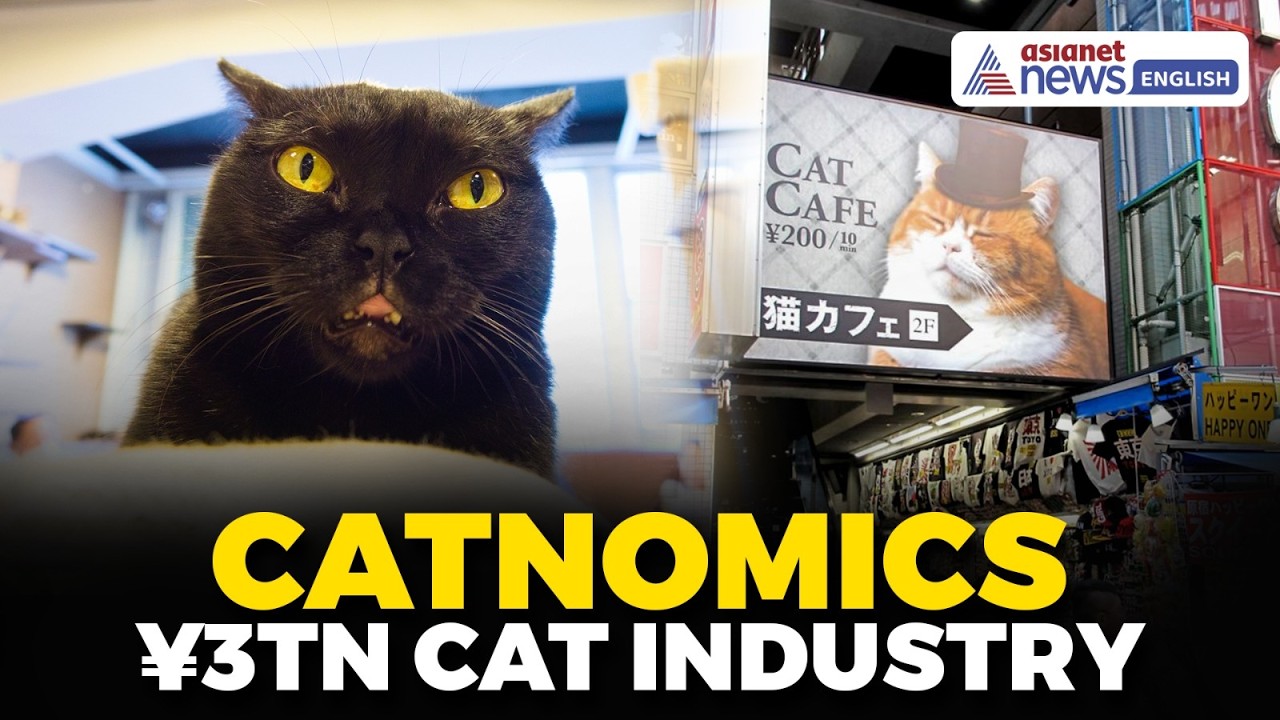 Catnomics: How Japan's Obsession With Cats Built a ¥3 Trillion