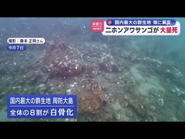 Mass death of Japanese foam coral in Suo-Oshima - YouTube