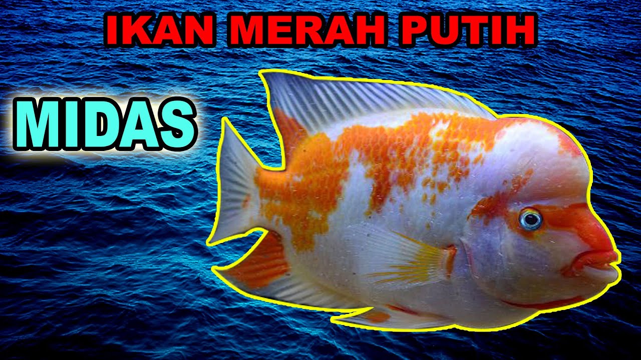 Ikan Red Devil Merah Putih yang Gagah