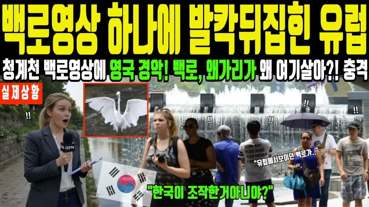 한국 수학여행간 손녀가 보낸 청계천 백로 왜가리 10초 영상에 유럽 깜짝 놀란 이유! 서울 모습 못믿겠다며 발칵 뒤집혀 한국화하는 전세계 충격 해외감동사연