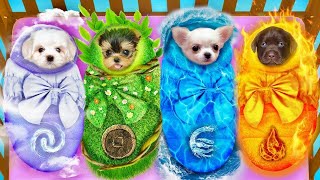 We Adopted Four Elements Pets- Fire, Water, Air and Earth! Incredible Dogs Life