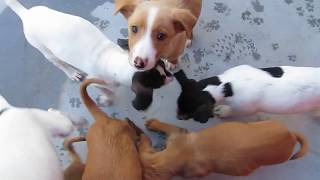 Baby Bodegueros and Podenco mixes playing