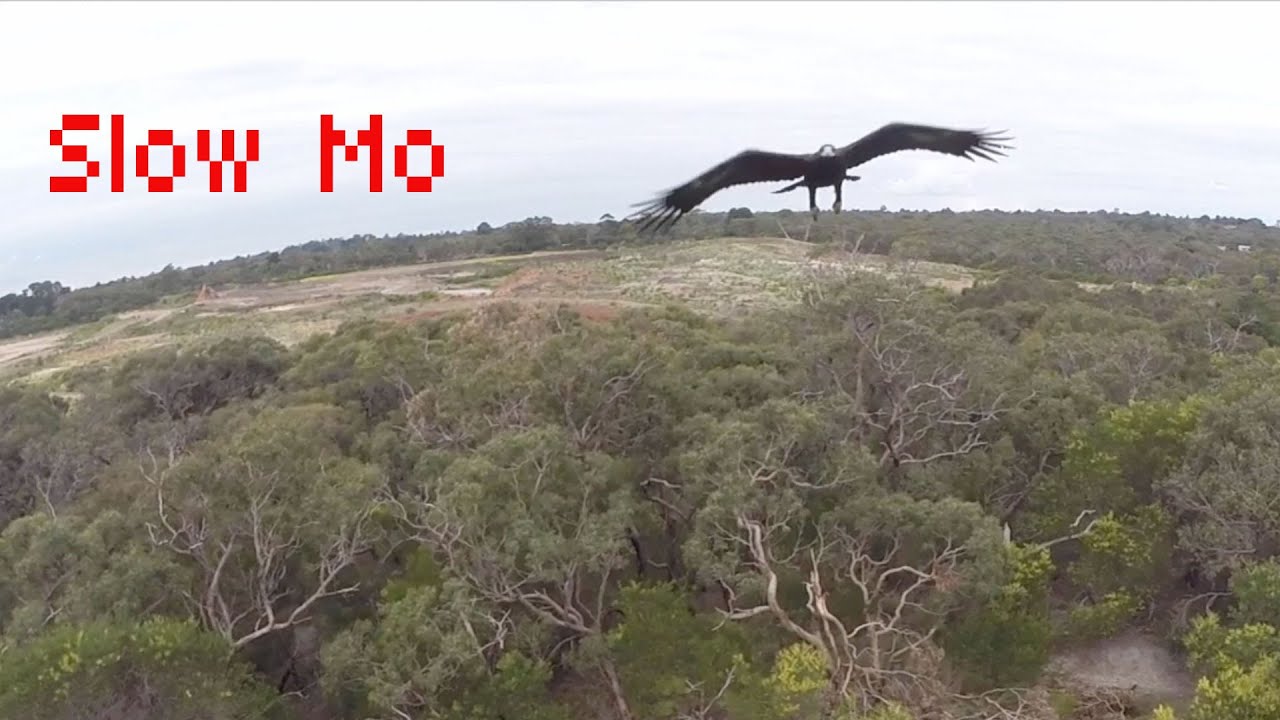 Wedge-tail Eagle Starts to Soar at Taronga Zoo 