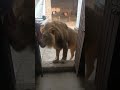 #funny #shortsfeed #hello #construction