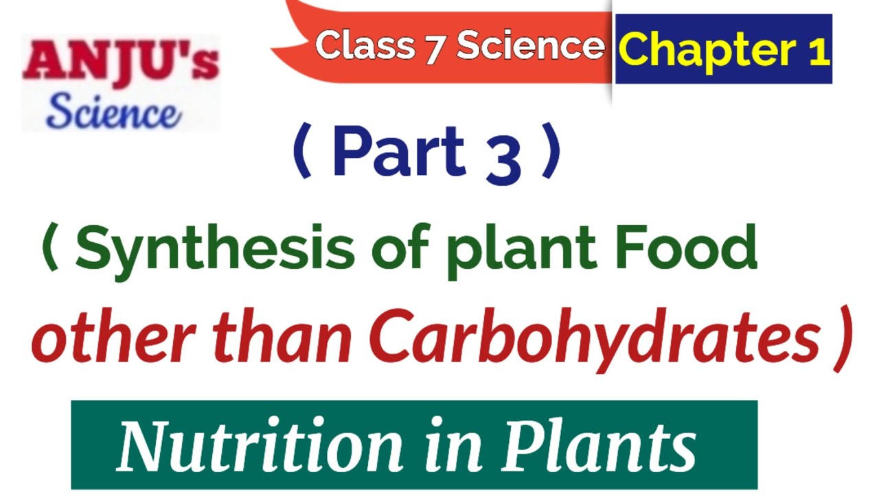 Part 3 Synthesis Of Plants Food Other Than Carbohydrates Class 7 Part 3 Synthesis Of Plants Food Other Than Carbohydrates Class 7