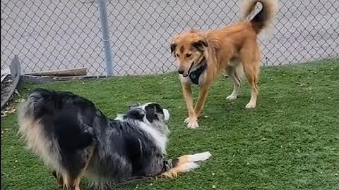 Fonzie is back for 10 days! Should I do some lives while I train him? #Pawsitrain #Boarding