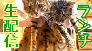 【ランチ生配信】梅雨のグズグズお天気の日は猫でも見てほっこりしませんか？生配信