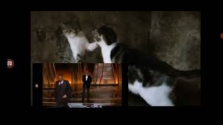 Two Cats reenact Chris Rock Will Smith Oscar slap by Cats on the Farm 406 views 2 years ago 16 seconds