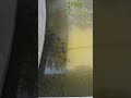 el RARO e inusual COMPORTAMIENTO de los PECES cuando se abre la BARRA 😳😳🤔🐟🌍#viral #peces