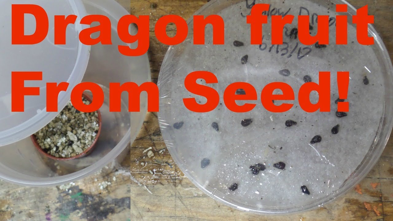 How To Grow Yellow Dragon Fruit From seed