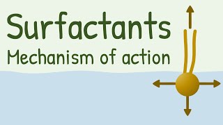 Surfactants Mechanism of Action