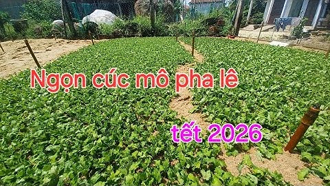 Giống cúc pha lê ngọn mô để nhân giống trồng hoa tết 2026