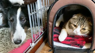 仲良しワンコと寝正月を楽しむ親子猫