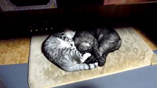 ホットカーペットを出しました　Carpet cat