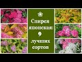 ❀ Спирея японская: 9 лучших сортов