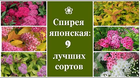 ❀ Спирея японская: 9 лучших сортов