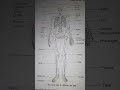206 bones ke name hindi and  english language