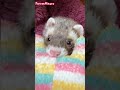 Lullaby on the ferret #shorts ferret videos