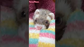 Lullaby on the ferret #shorts ferret videos
