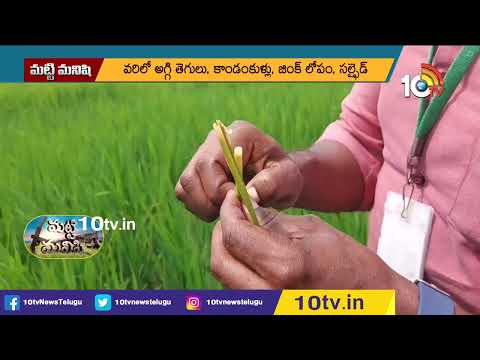 వరిలో చీడపీడల నివారణ | Prevention of Pests in Paddy Crop | Matti Manishi | 10TV Agri