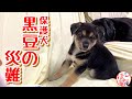 【子犬　保護犬　犬】子犬の兄弟　黒豆の災難　でも本当の災難は・・・？