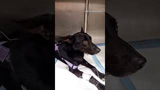 Znaleziony w lesie 💔 #dog #shorts #help #judyta