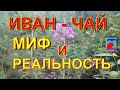 Иван чай. Иван чай свойства, заготовка, ферментация, применение.