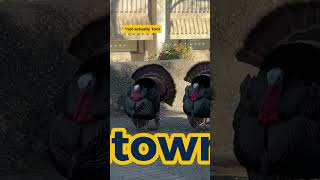 UC Davis Turkey Talk