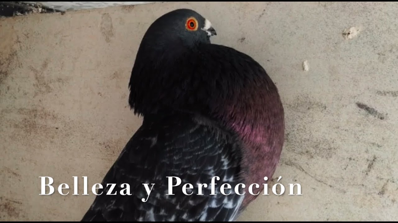 Palomos Ladrones. Hablando del origen...una vez más