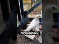 Среднеазиатские #голуби Вальтера, #двухчубые голуби, doppelkupige #tauben, #pigeons, #азиатские