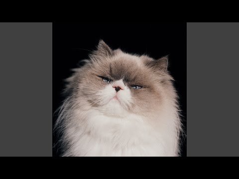 セゾン - カネコアヤノ