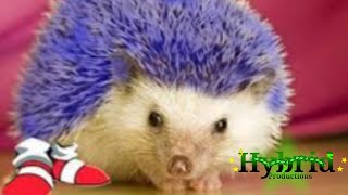 Incorrect Sonic quotes 3 & Knuckles