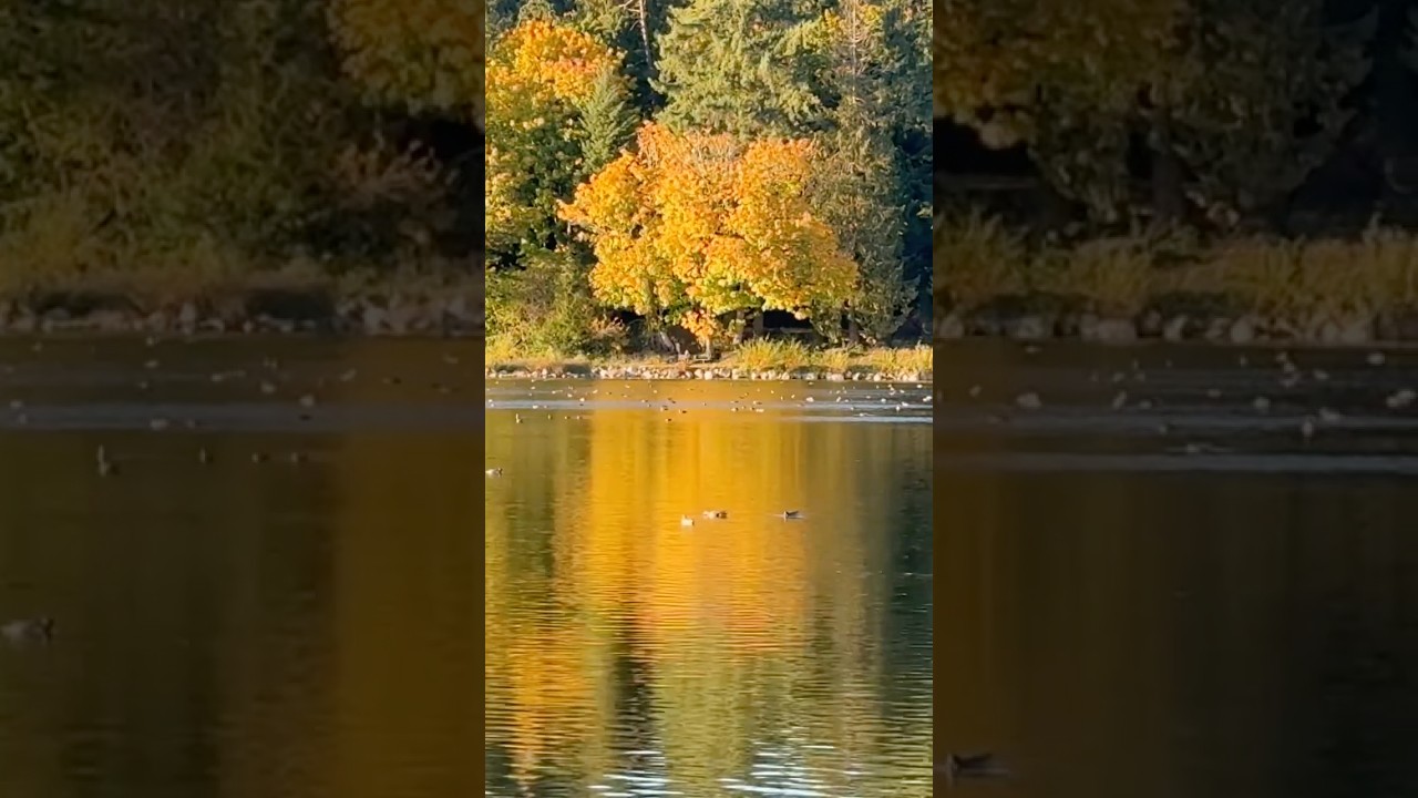 Slow Down with Me | Autumn Vibes at the Lost Lagoon •18 