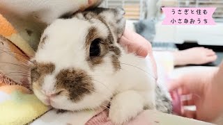 【かわいい】がんばるうさぎ〜stubborn rabbit〜#987