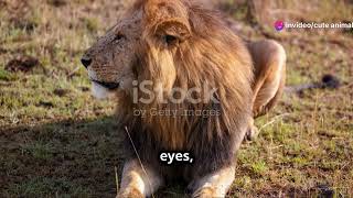 Exploring Uzbekistans Wildlife From Deserts To Mountains