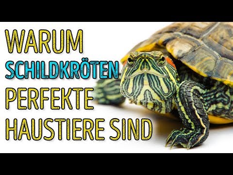 Video: Wie Man Sich Um Eine Rotohrschildkröte Kümmert